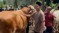 Foto: Daffa Maulana | Penyerahan Sapi Kurban Idul Adha 1447 H 2026 M